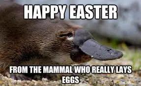 Easter Memes Image