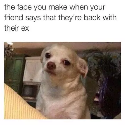 Chihuahua-Meme-Ex Chihuahua Memes Funny