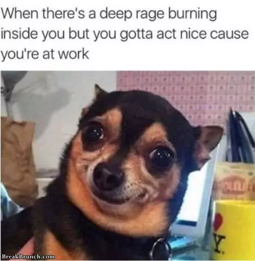 Chihuahua-Meme-Nice Best Chihuahua Memes