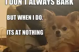 Chihuahua Meme Nothing