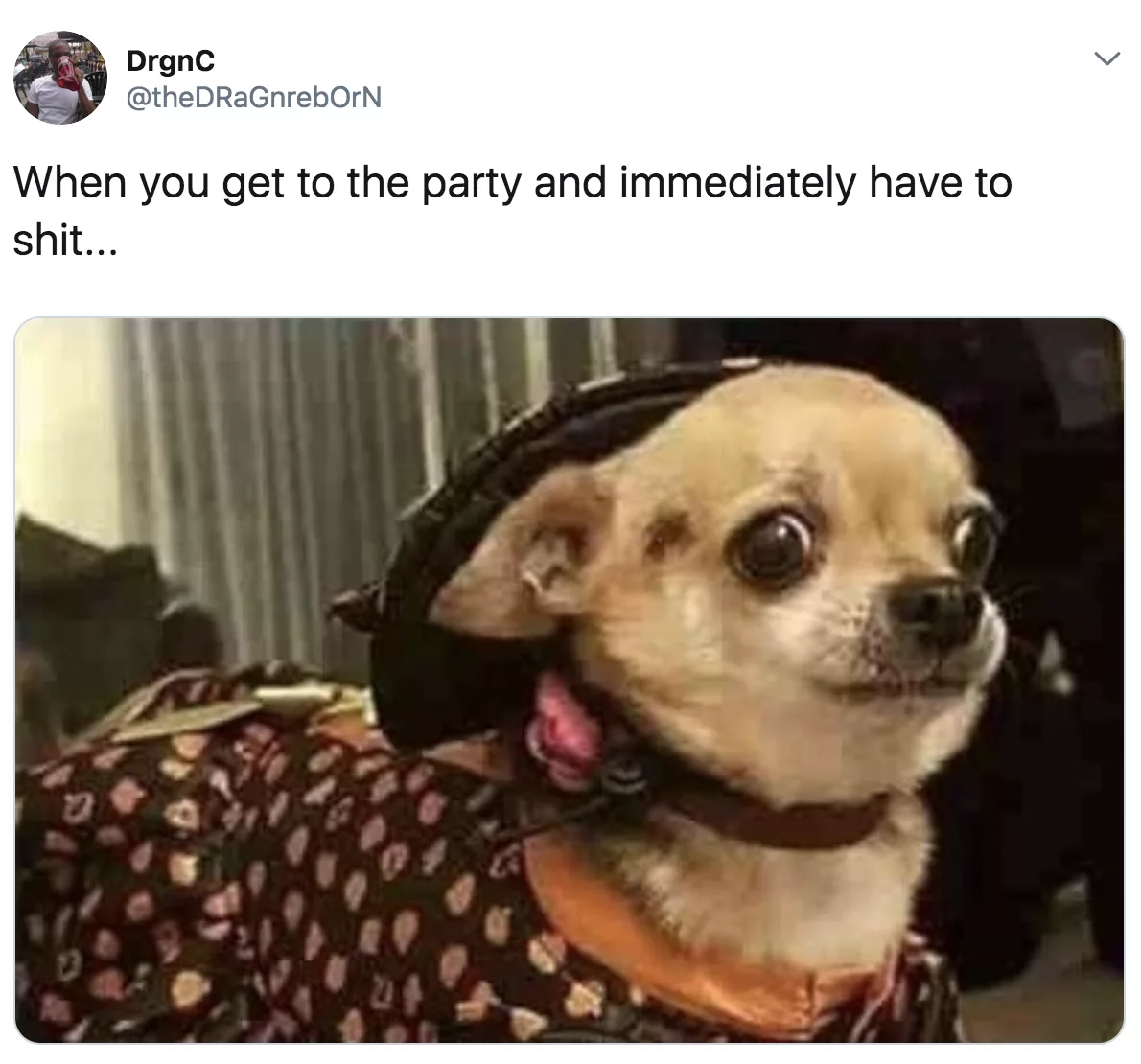Chihuahua-Meme-Shit Cutest Chihuahua Memes
