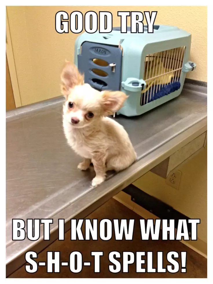 Cute Chihuahua Memes