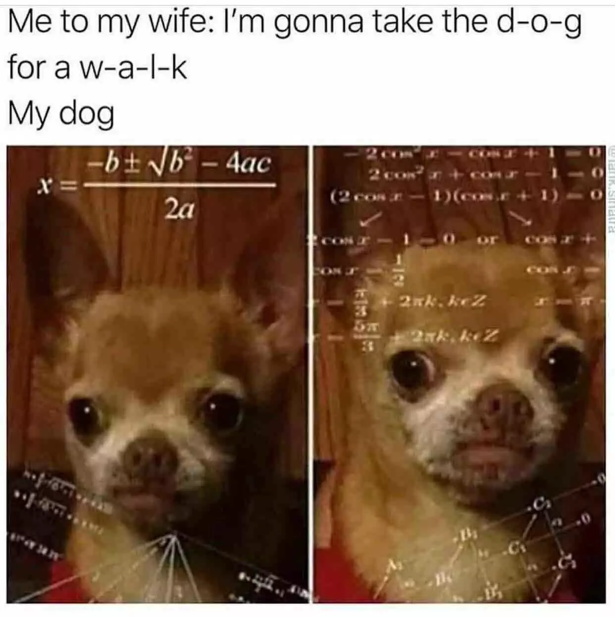Hilarious Chihuahua Memes