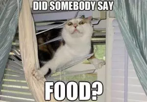 Hilarious Food Memes