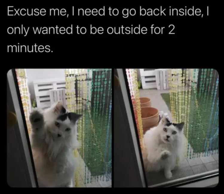 Funniest Animal Memes Pictures Ever Fine Print