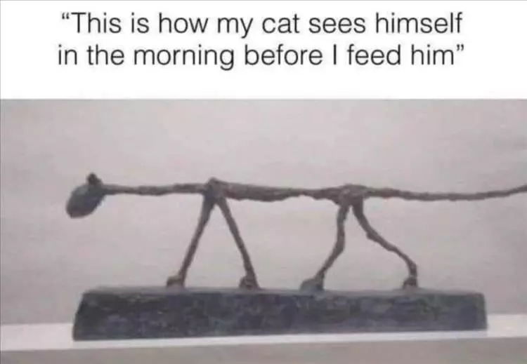 Funniest Animal Memes Pictures Ever Starving