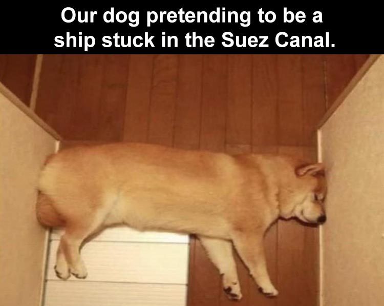 Funniest Animal Memes Pictures Ever Suez Canal Meme