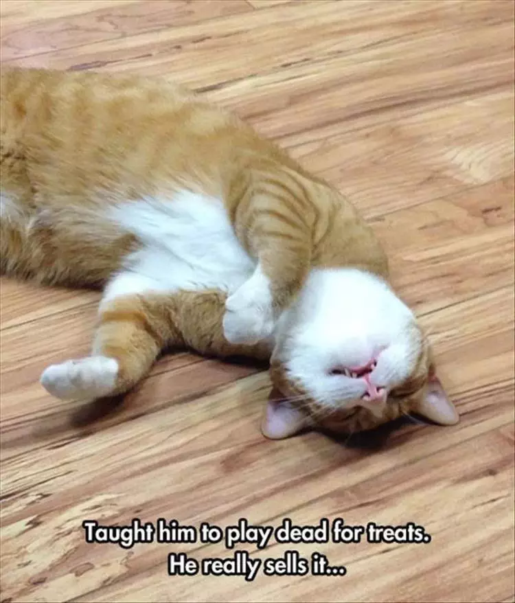 Funniest Animal Memes Pictures Ever Bang For Buck