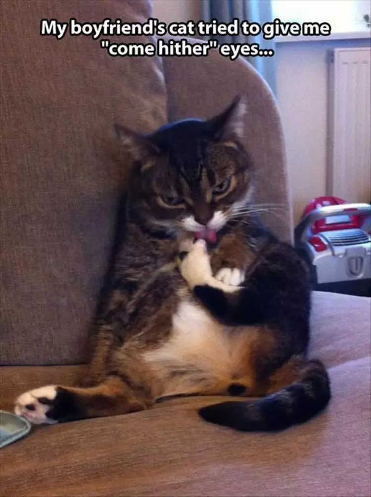 Funniest Animal Memes Pictures Ever How U Doin