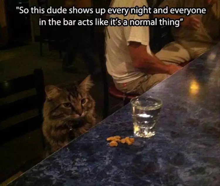 Funniest Animal Memes Pictures Ever  Cat At Bar