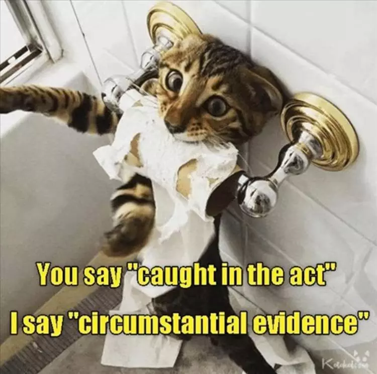 Funny Cute Animal Memes  Circumstances