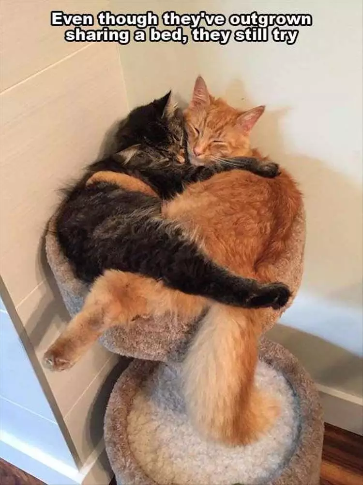 Funny Cute Animal Memes Hugs