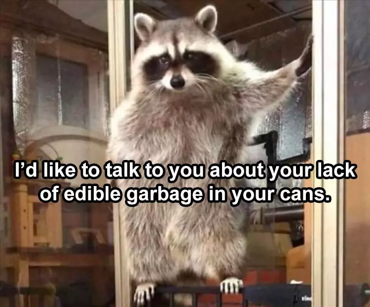 Funny Cute Animal Memes  Coon