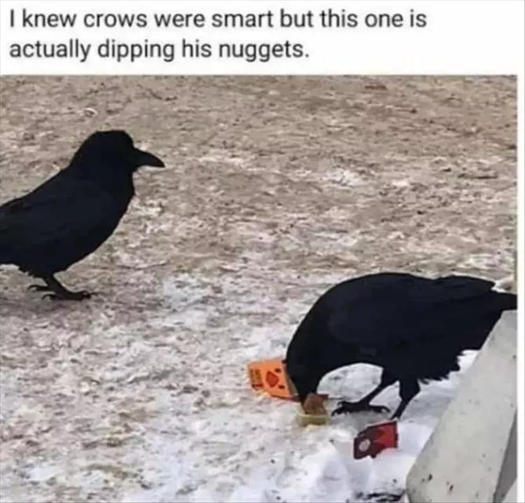 Top 28 Funny Animal Memes Of The Day_60770368B18A4.Jpeg Funny Cute Animal Memes Fries