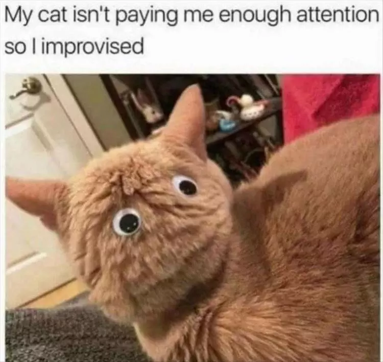 Funny Cute Animal Memes  Eyes Up