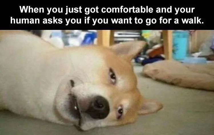 Top 28 Funny Cute Pet Memes Of The Day  Never Fails