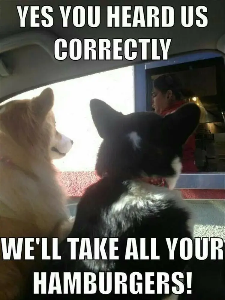 Top 28 Funny Cute Pet Memes Of The Day Hand Over The Burgers