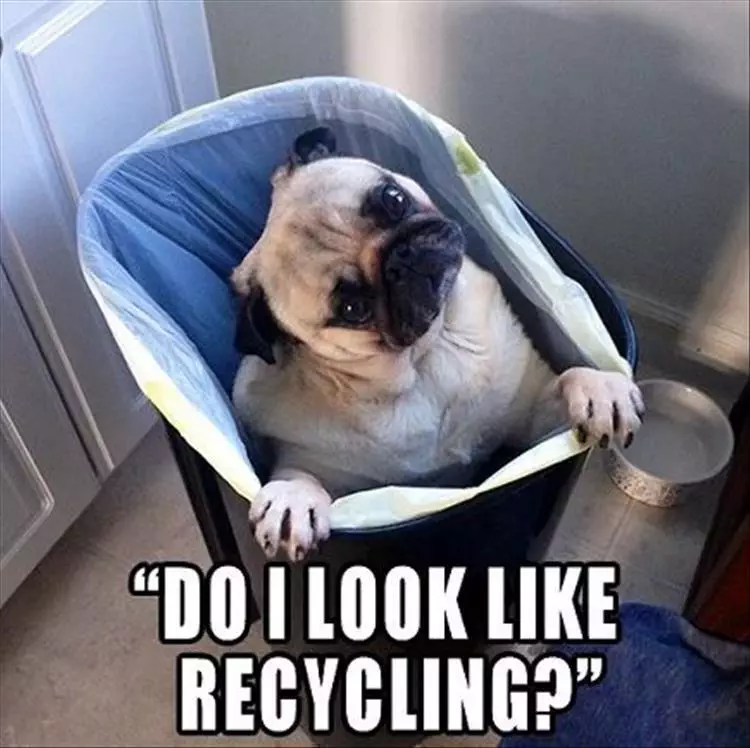 Top 28 Funny Cute Pet Memes Of The Day  Recycle Burgers