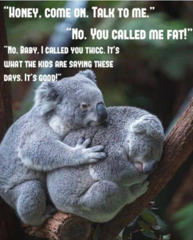 Funny Animal Pic