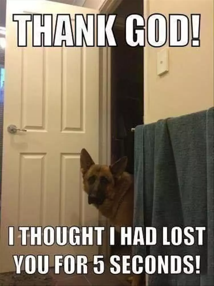 Top 35 Funny Animal Memes Of The Day 60803Df7Bb638