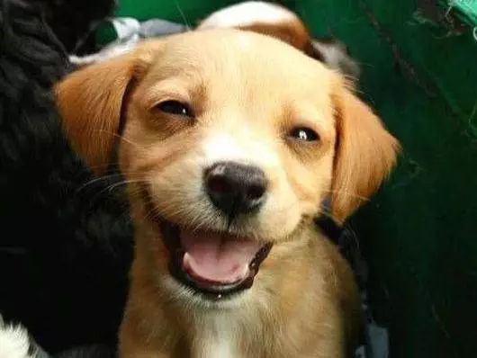 15 Of The Cutest Smiling Dog Pictures You Must See 