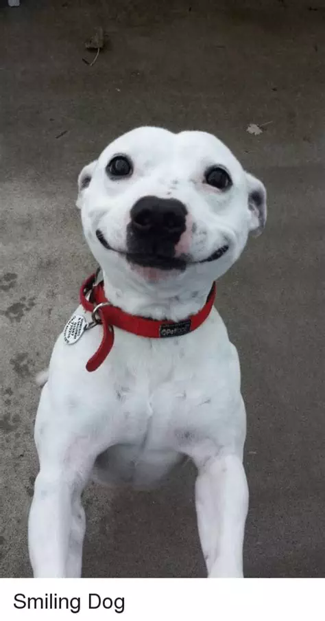 15 Of The Cutest Smiling Dog Pictures You Must See
