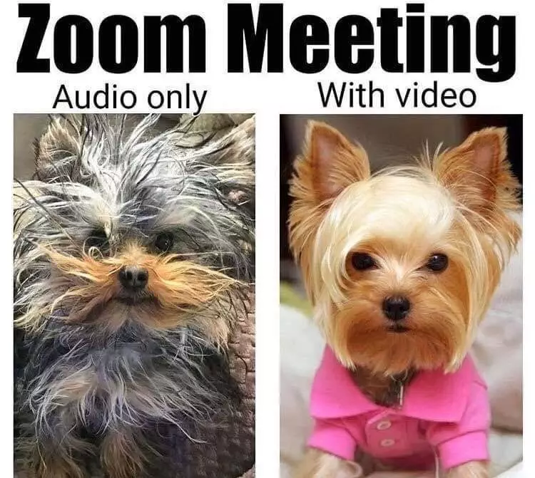 20 Hilarious Zoom Memes To Share With Peers
