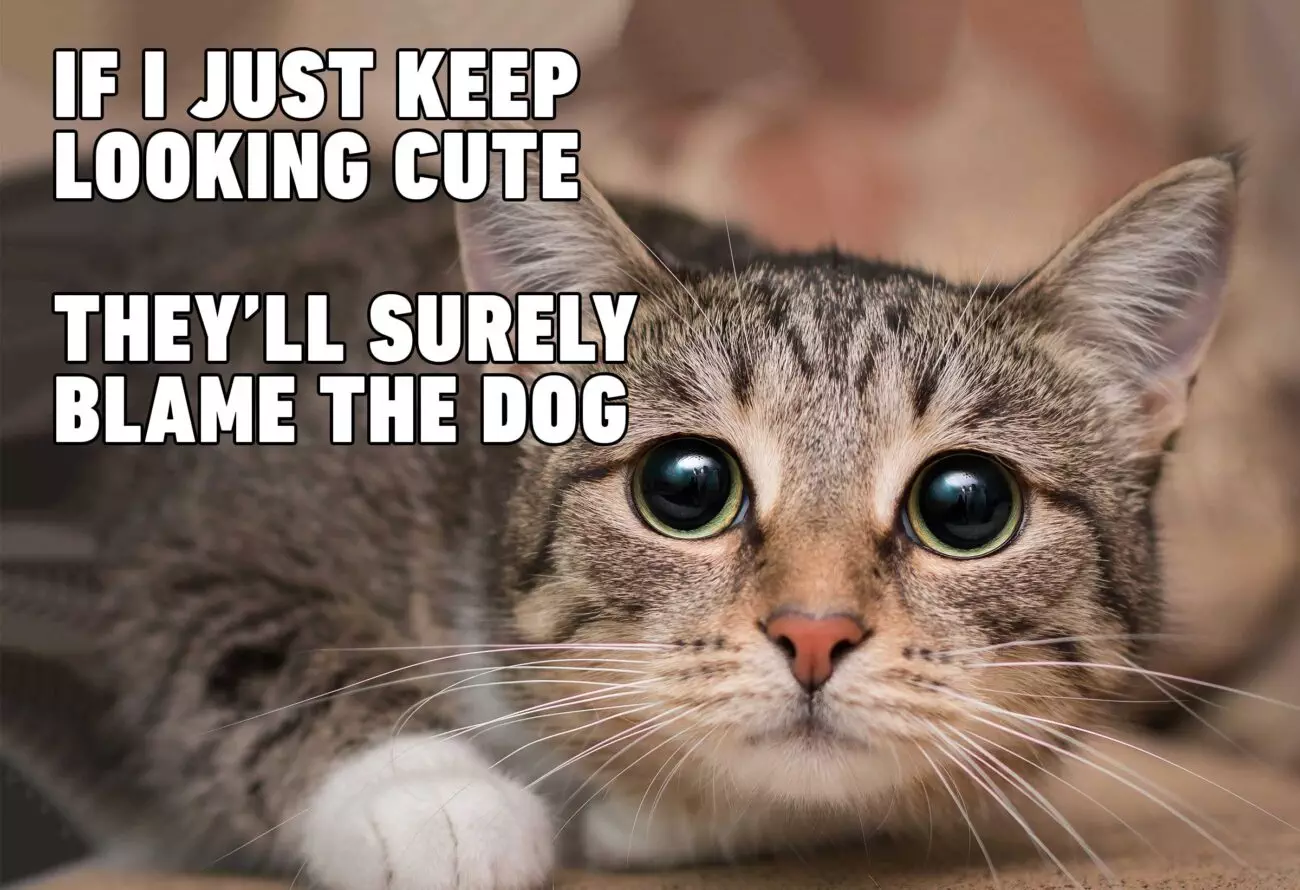 20 Hilarious Pet Memes For Animal Lovers