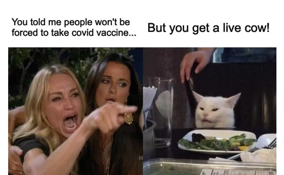 Live Cow For Covid Vaccine Meme