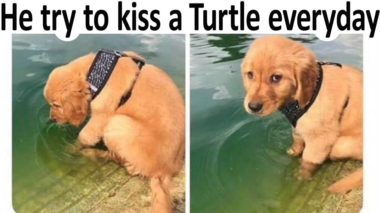 22 Cute And Wholesome Memes To Share With Friends