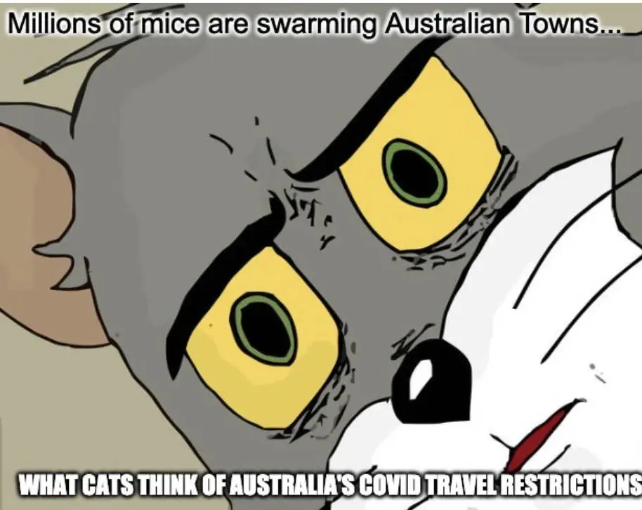 Mice Swarms Australia Meme