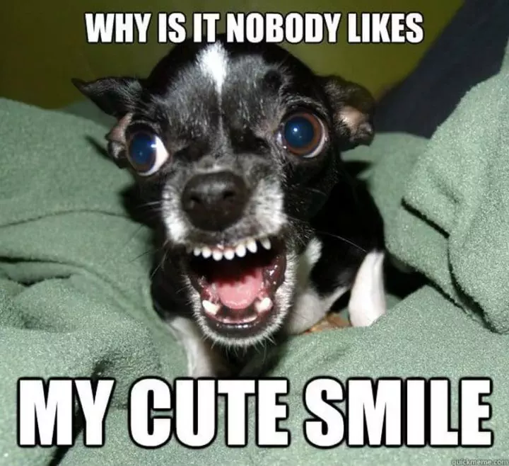 15 Of The Cutest Smiling Dog Pictures You Must See