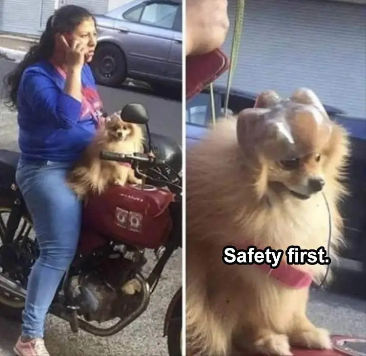 Worlds Funniest Animal Memes
