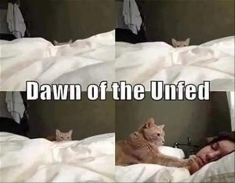 Cute Animal Memes Pics