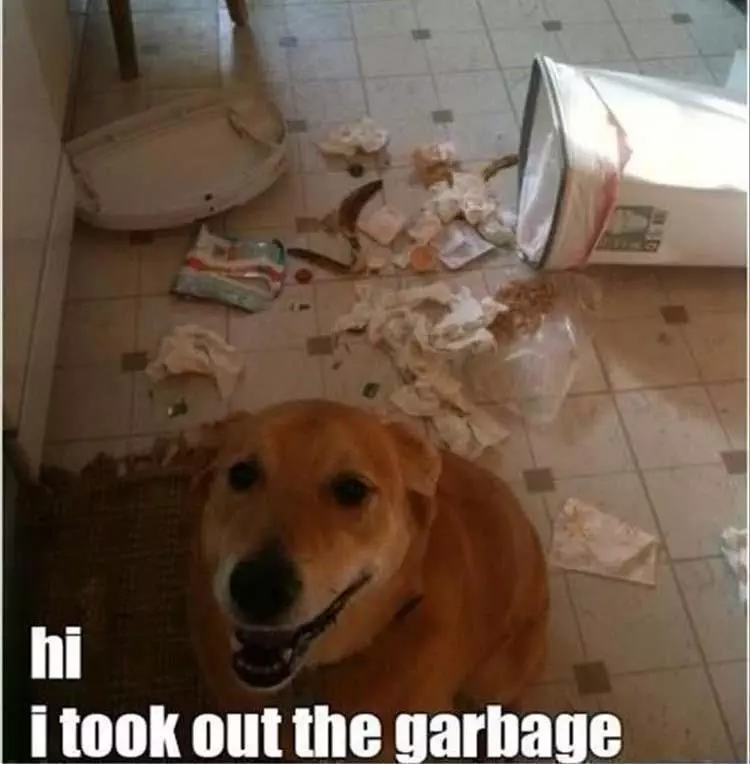 Cute Animal Memes Pics