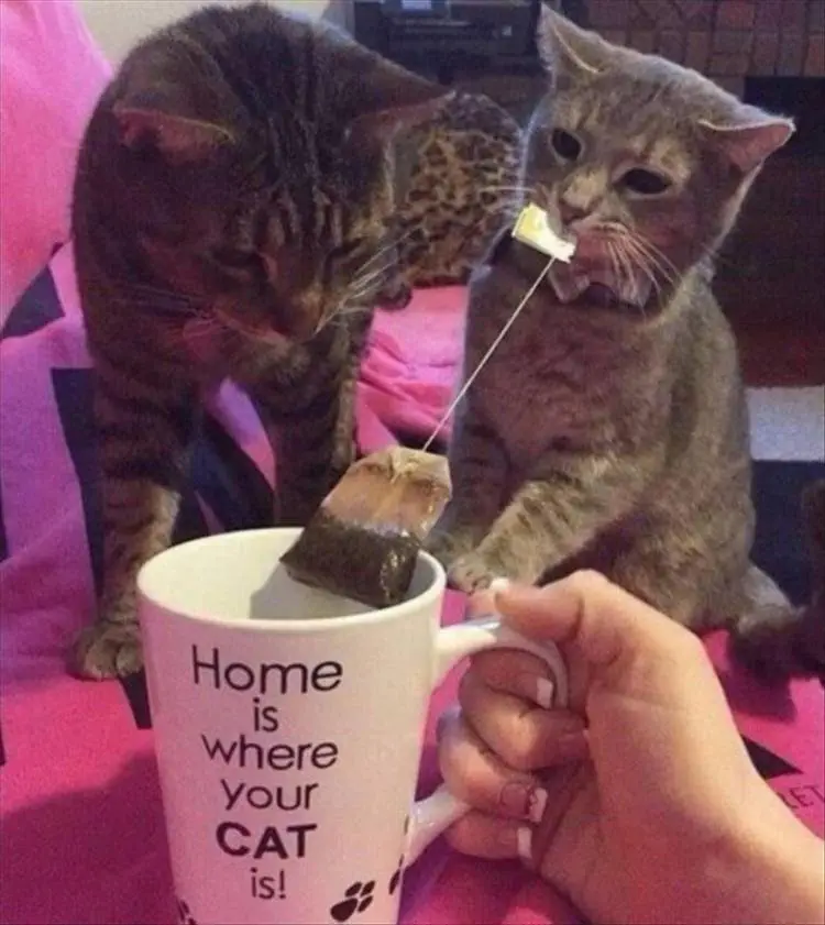 Hilarious Animal Meme Pics