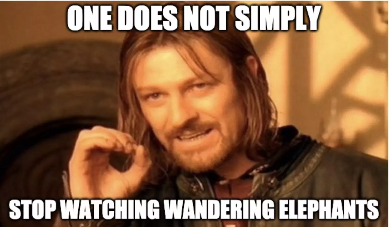 Chinese Can'T Stop Watching Wandering Elephants Meme