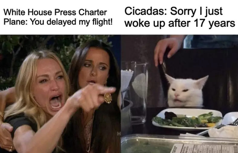 Cicadas Delay White House Flight