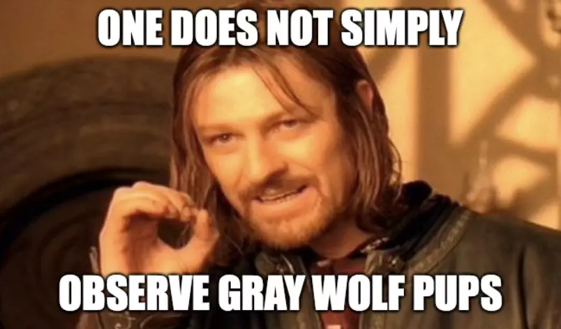 Colorado Officials Observe Gray Wolf Pups Meme