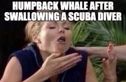 Humpback Whale Spits Out Diver Meme