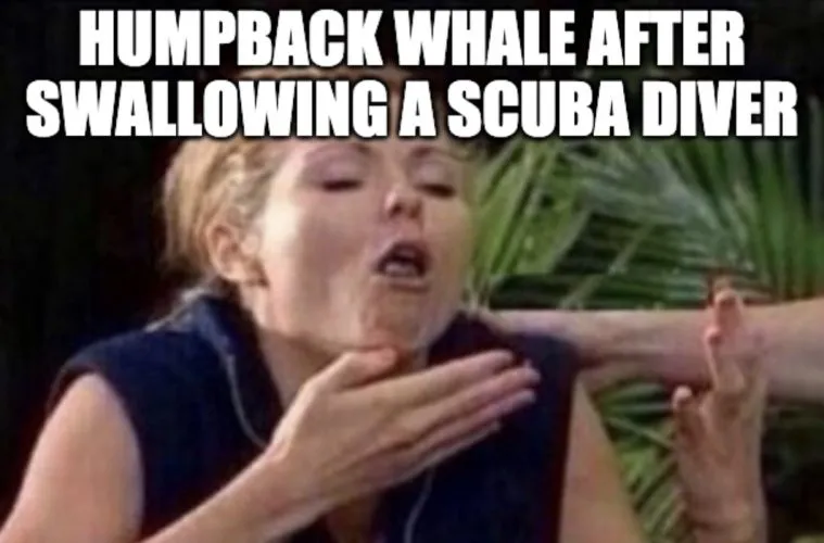 Humpback Whale Spits Out Diver Meme