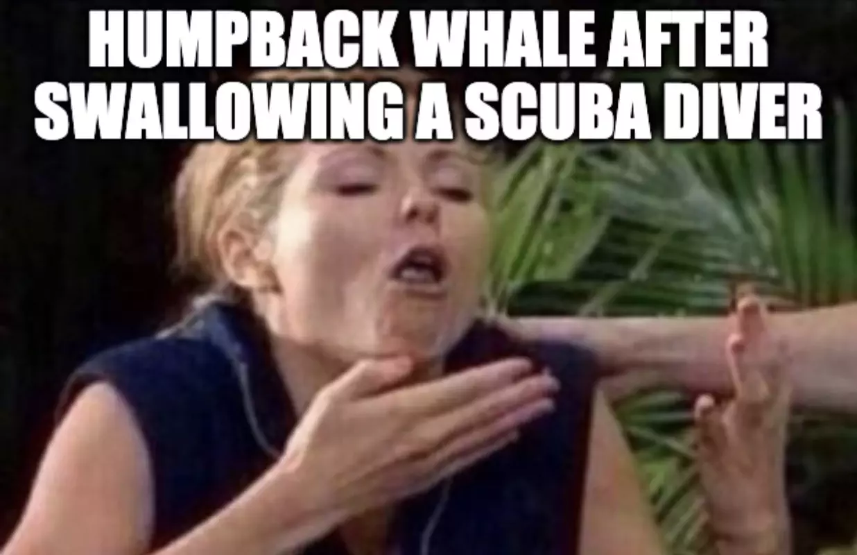 Humpback Whale Spits Out Diver Meme