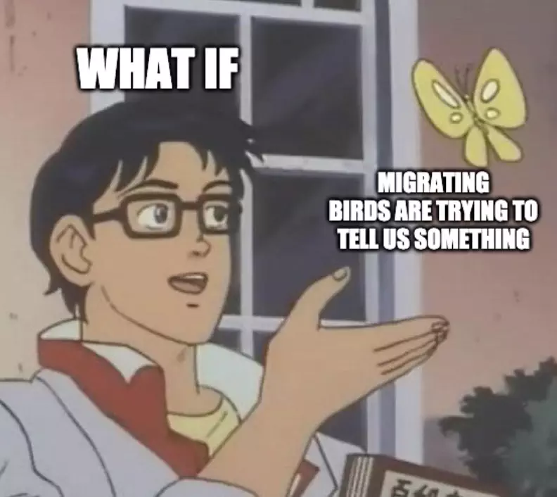 Migrating Birds Telling Us Something Meme