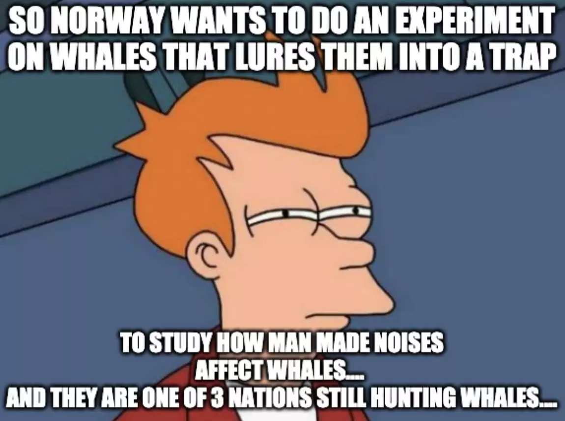 Norway Whale Experiment Meme