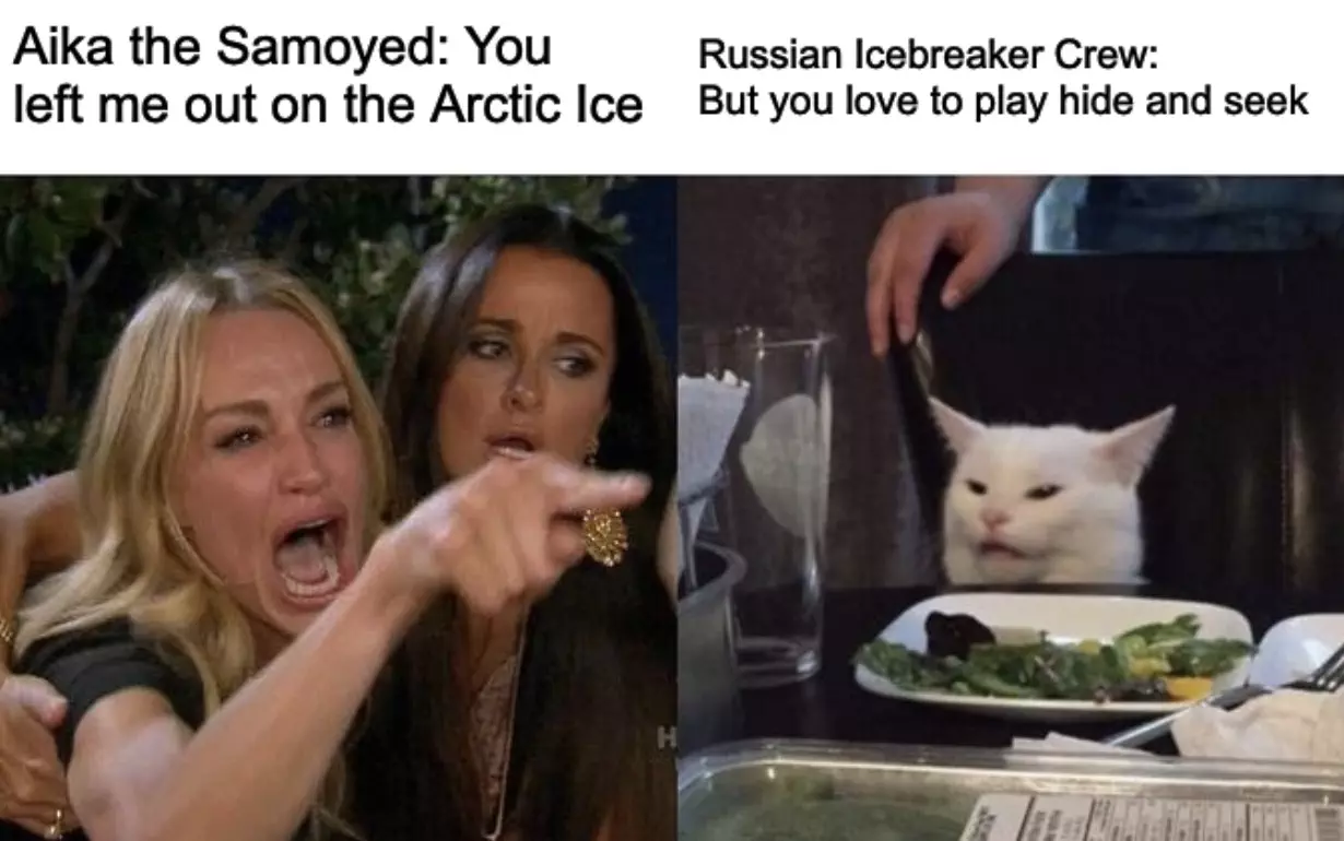 Samoyed Found Wandering Arctic Meme