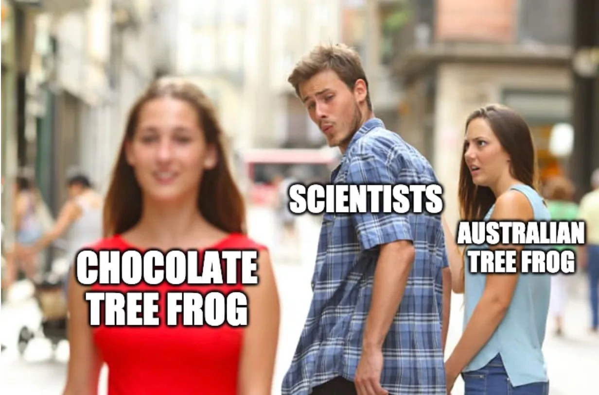 Scientists Discover Chocolate Tree Frog Meme