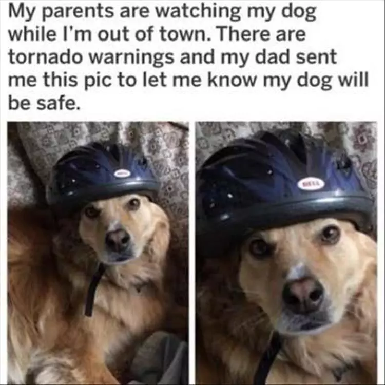 Funny Animal Summer Memes  Safety First