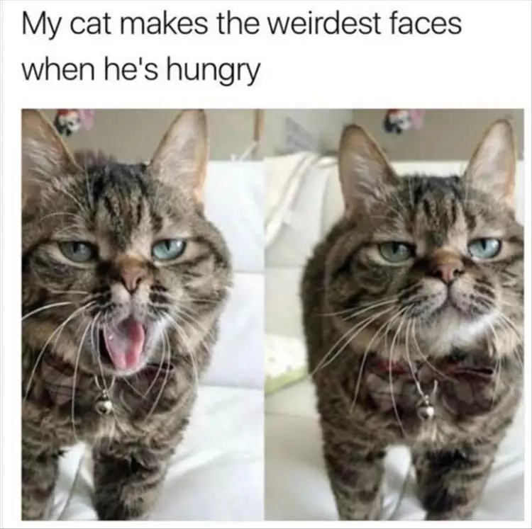 Cutest Pet Memes 13