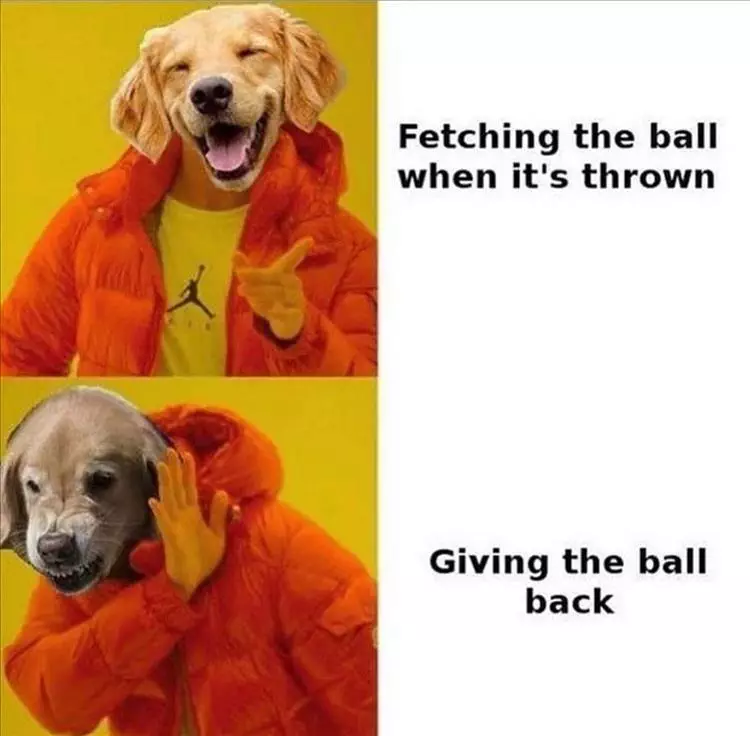 Top 30 Funny Animal Memes Of The Day 60D4585240C04