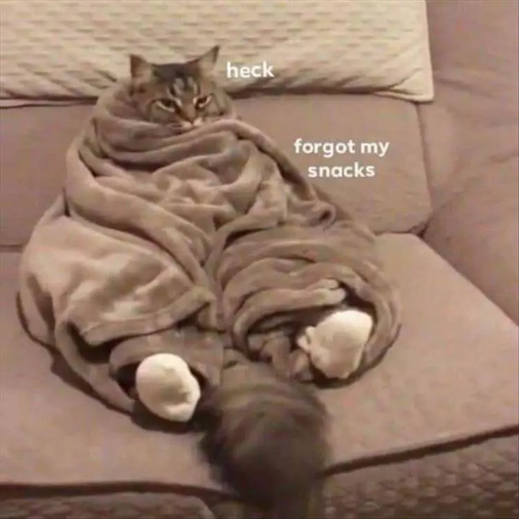 Top 30 Funny Animal Memes Of The Day 60D458538A9Fb